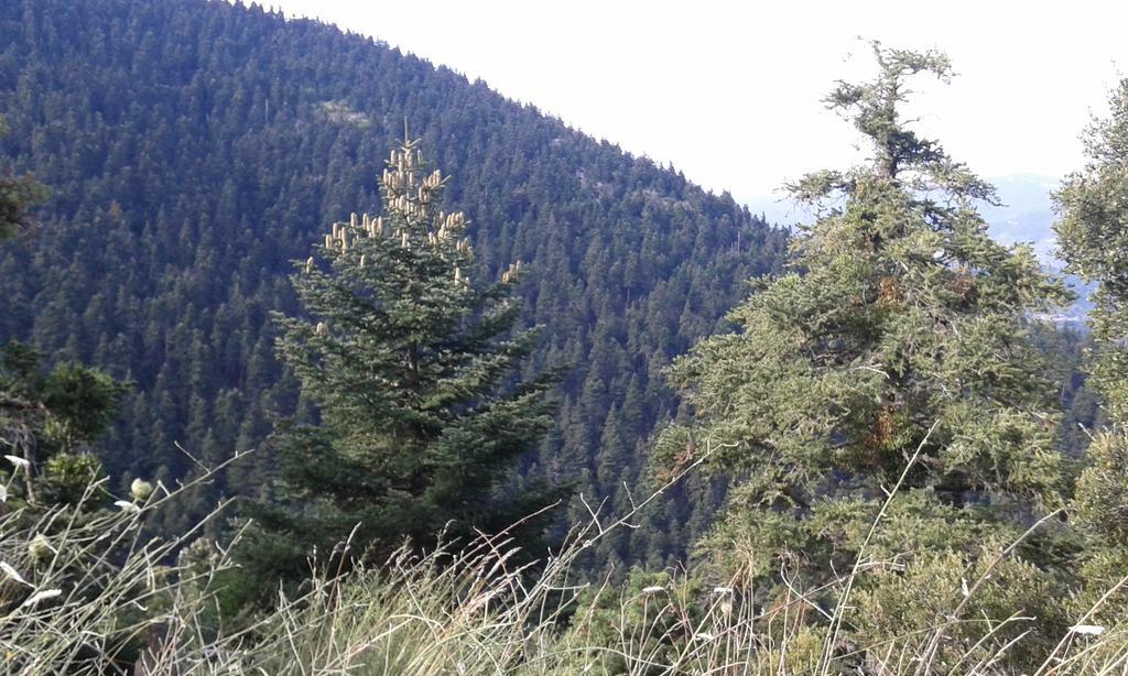 فندق Archontiko Nikolopoulou فيتينا المظهر الخارجي الصورة